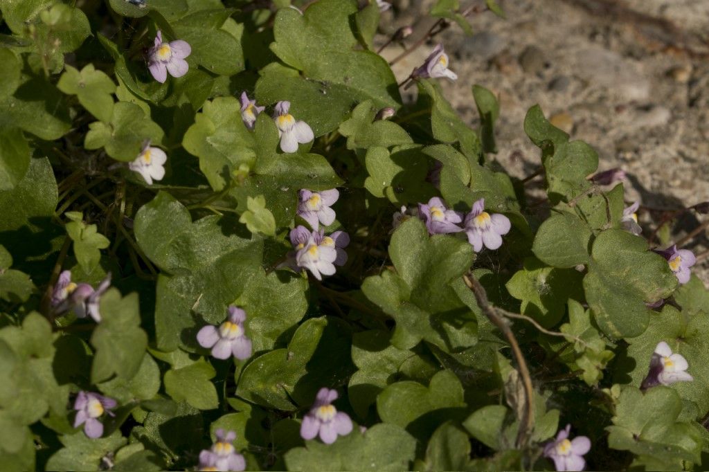 Cymbalaria muralis (Plantaginaceae)