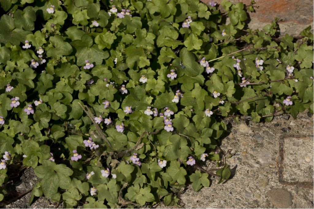 Cymbalaria muralis (Plantaginaceae)