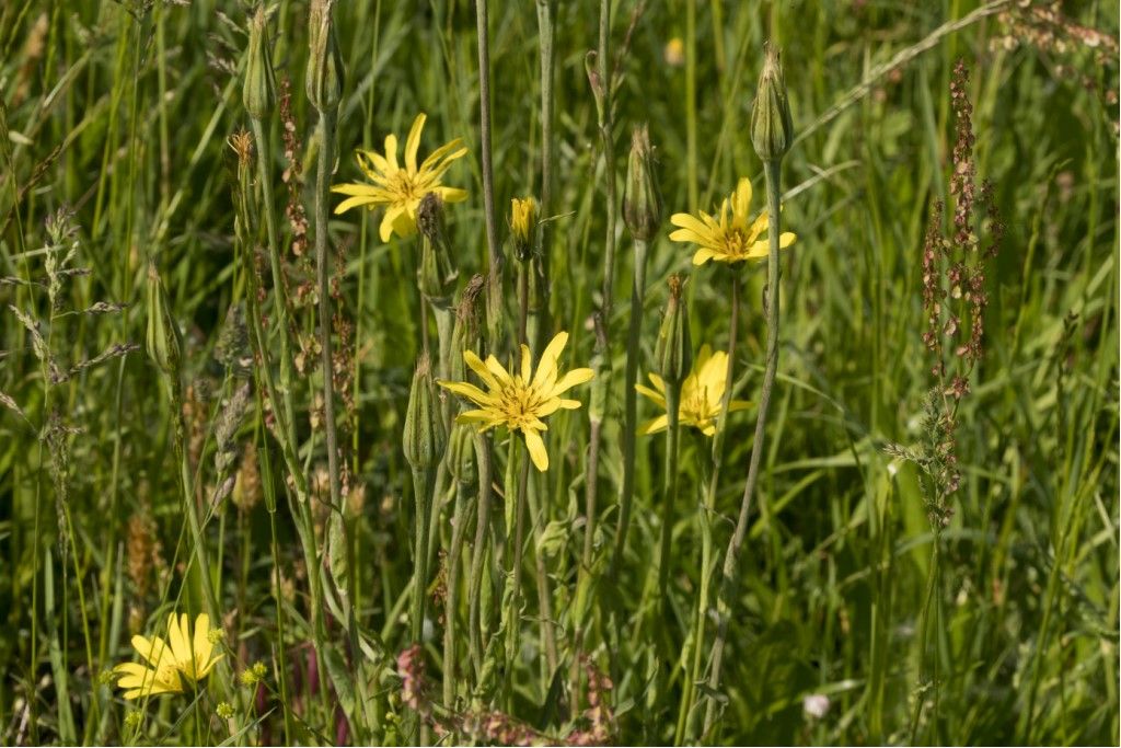 Tragopogon pratensis (Asteraceae)
