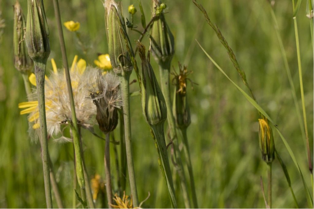 Tragopogon pratensis (Asteraceae)