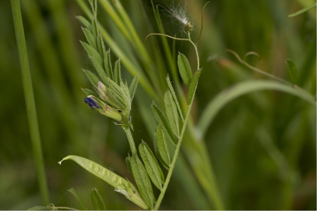 Vicia sativa (Fabaceae)