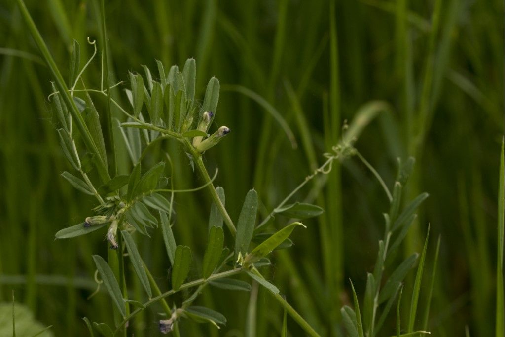 Vicia sativa (Fabaceae)