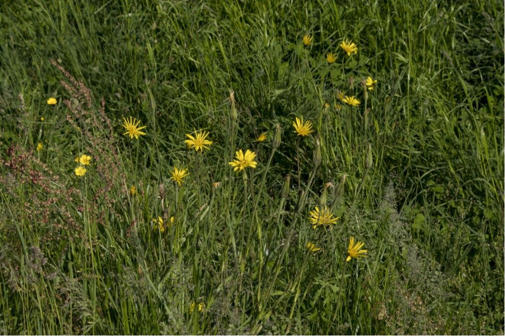 Tragopogon pratensis (Asteraceae)