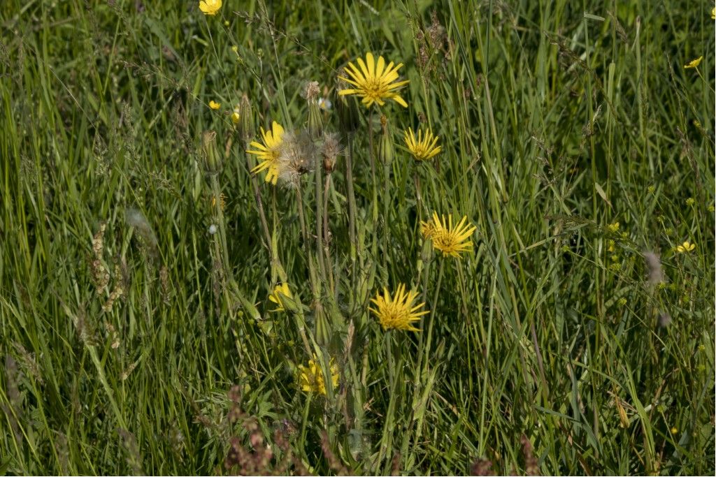 Tragopogon pratensis (Asteraceae)