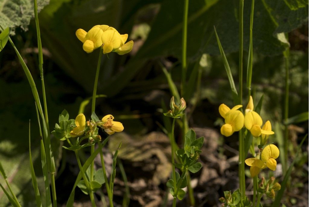 Ginestrino - Lotus cornicolatus ?...  Lotus gr. cornicolatus