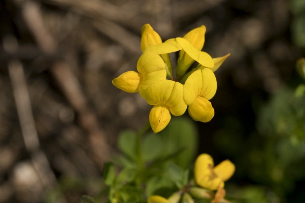 Ginestrino - Lotus cornicolatus ?...  Lotus gr. cornicolatus