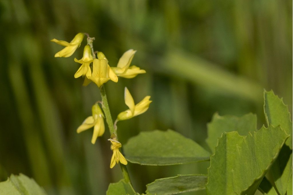 Fabaceae: Trigonella (ex Meliolotus) sp.