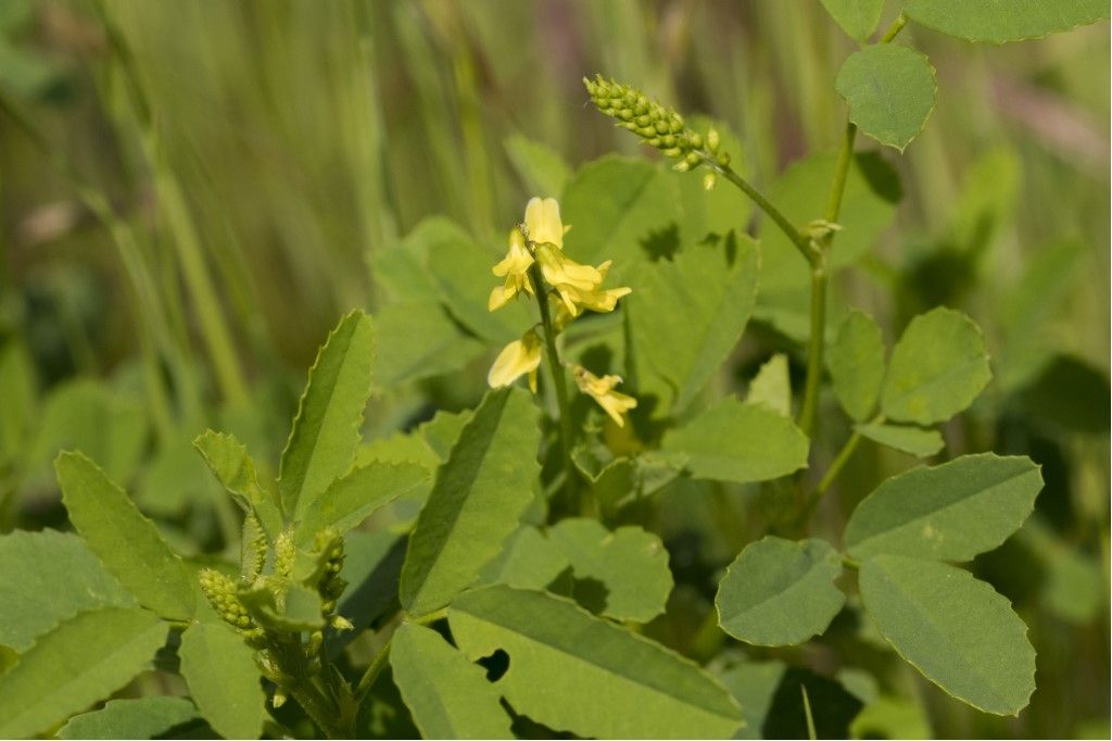 Fabaceae: Trigonella (ex Meliolotus) sp.