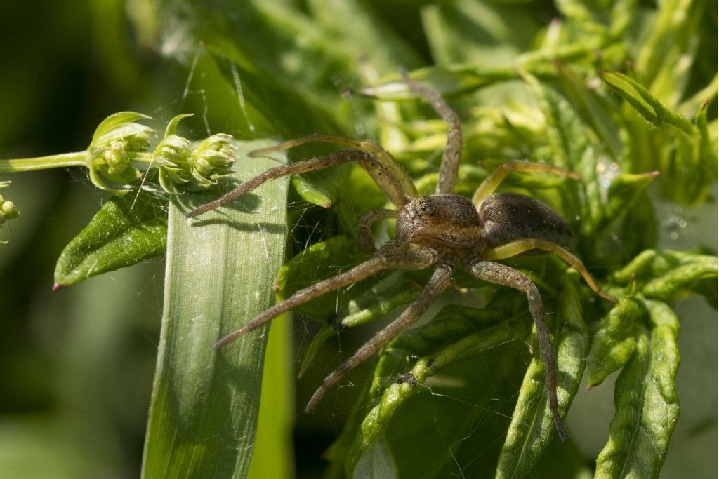 Dolomedes sp.  - Crema (CR)