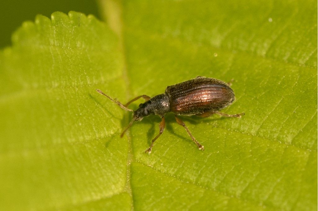 Curculionidae: Phyllobius oblongus