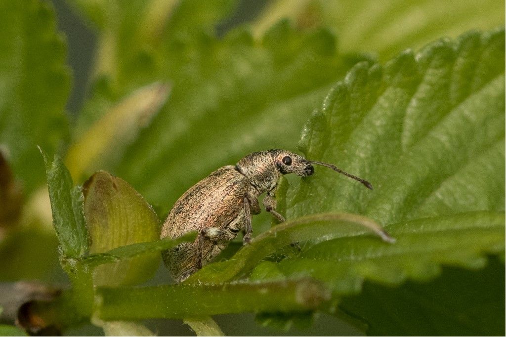 Curculionidae: cfr. Phyllobius pyri