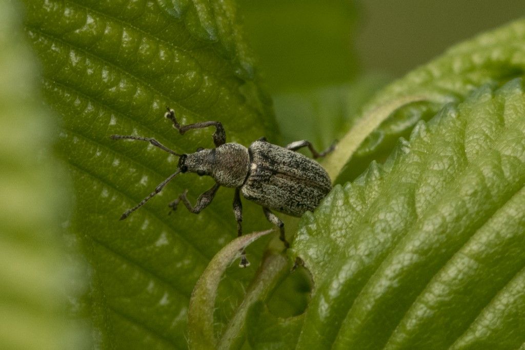 Curculionidae: cfr. Phyllobius pyri