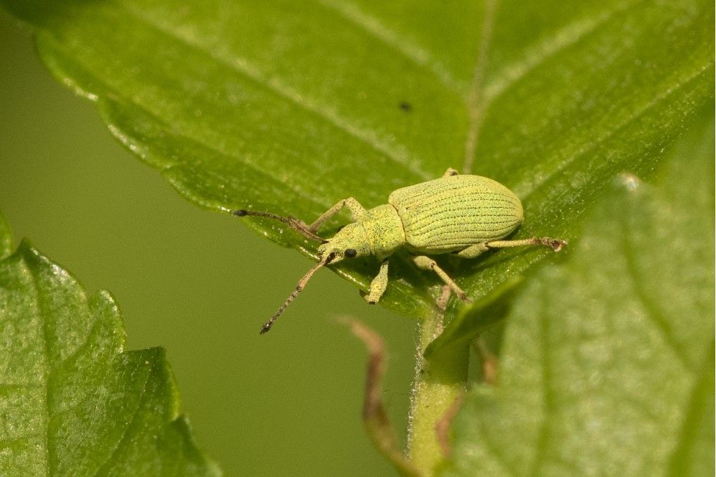 Curculionidae da identificare (3)