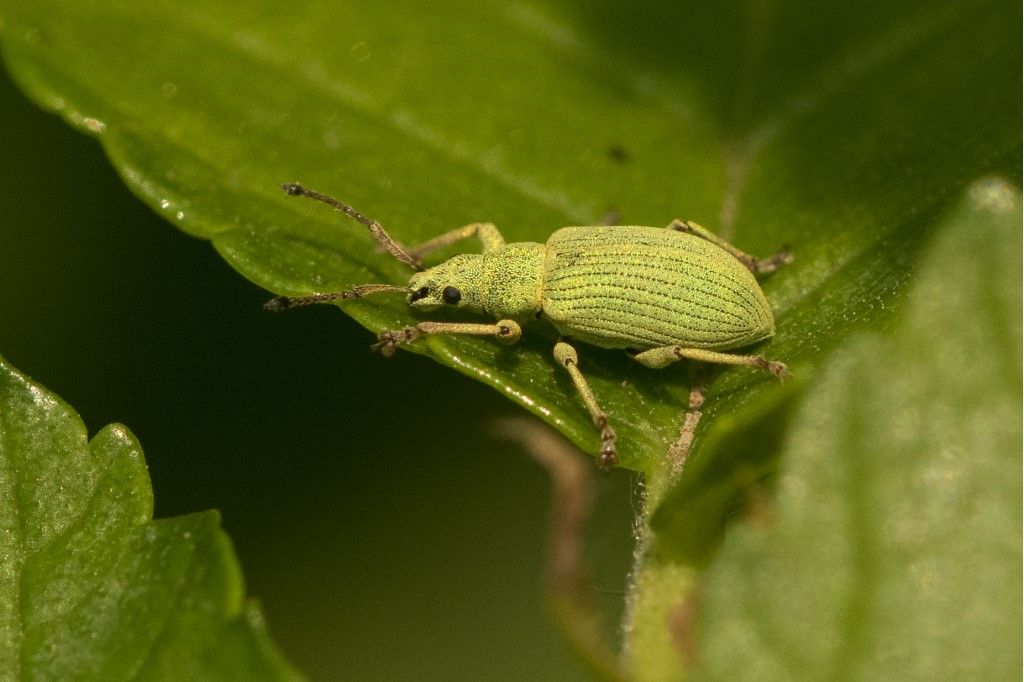 Curculionidae da identificare (3)