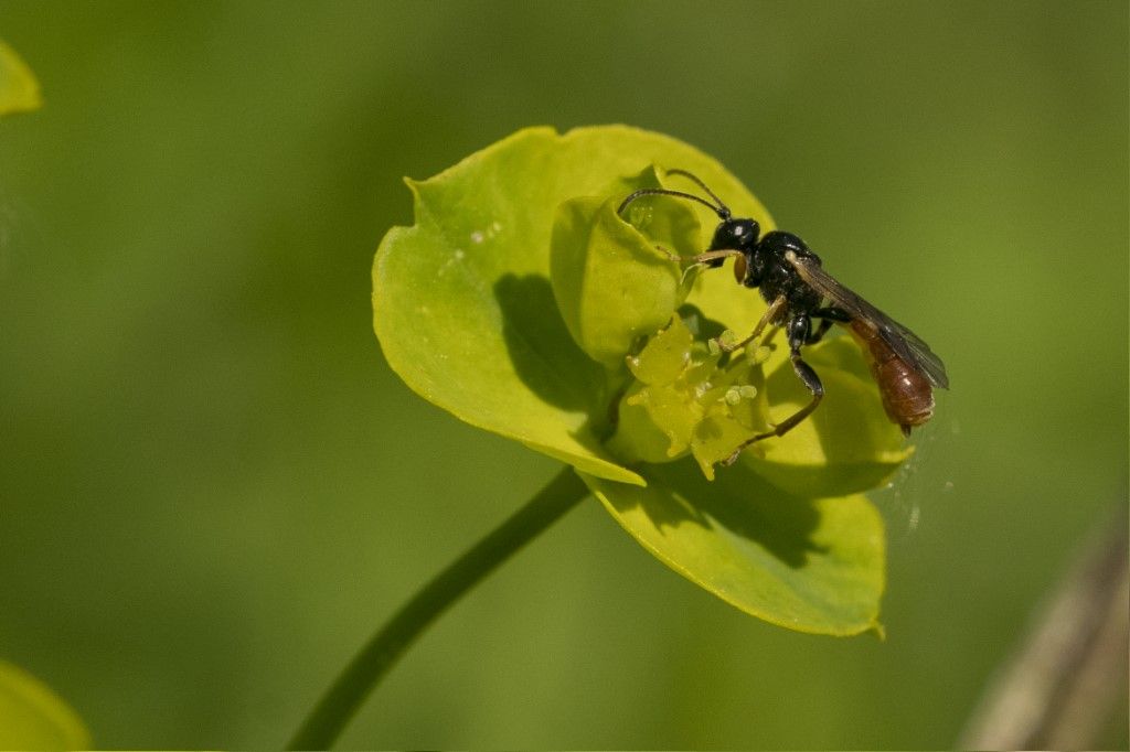 Ichneumonidae Tryphoninae sp.