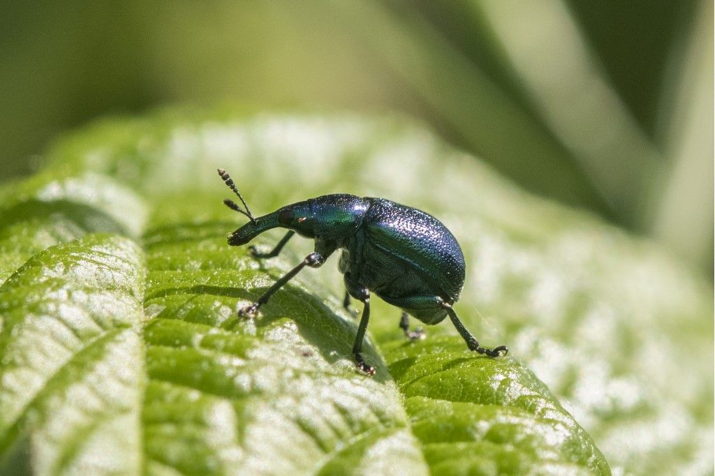 Rhynchitidae: Bictyscus betulae? S, femmina.