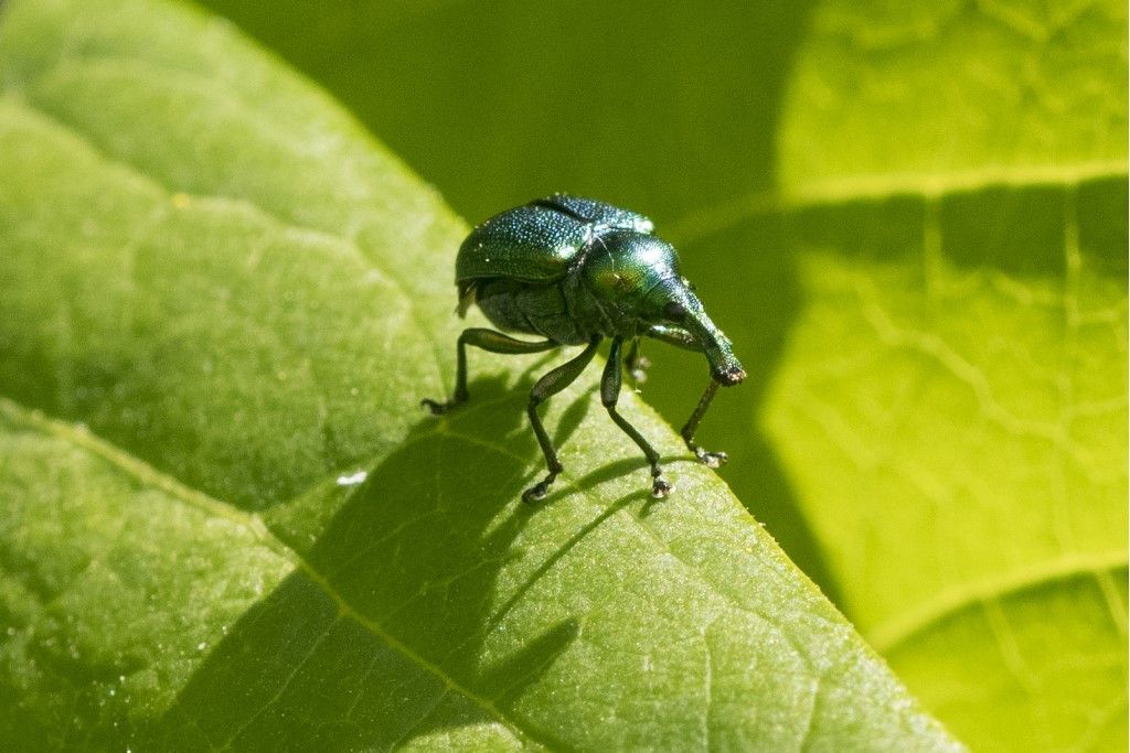 Rhynchitidae: Bictyscus betulae? S, femmina.