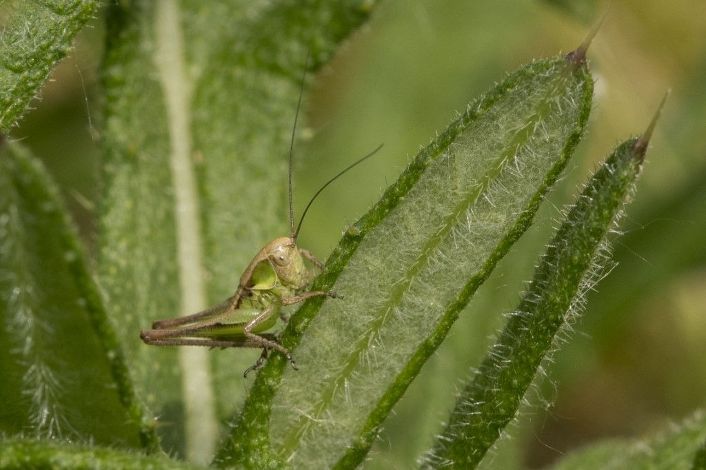 ninfa di Tettigoniidae sp.