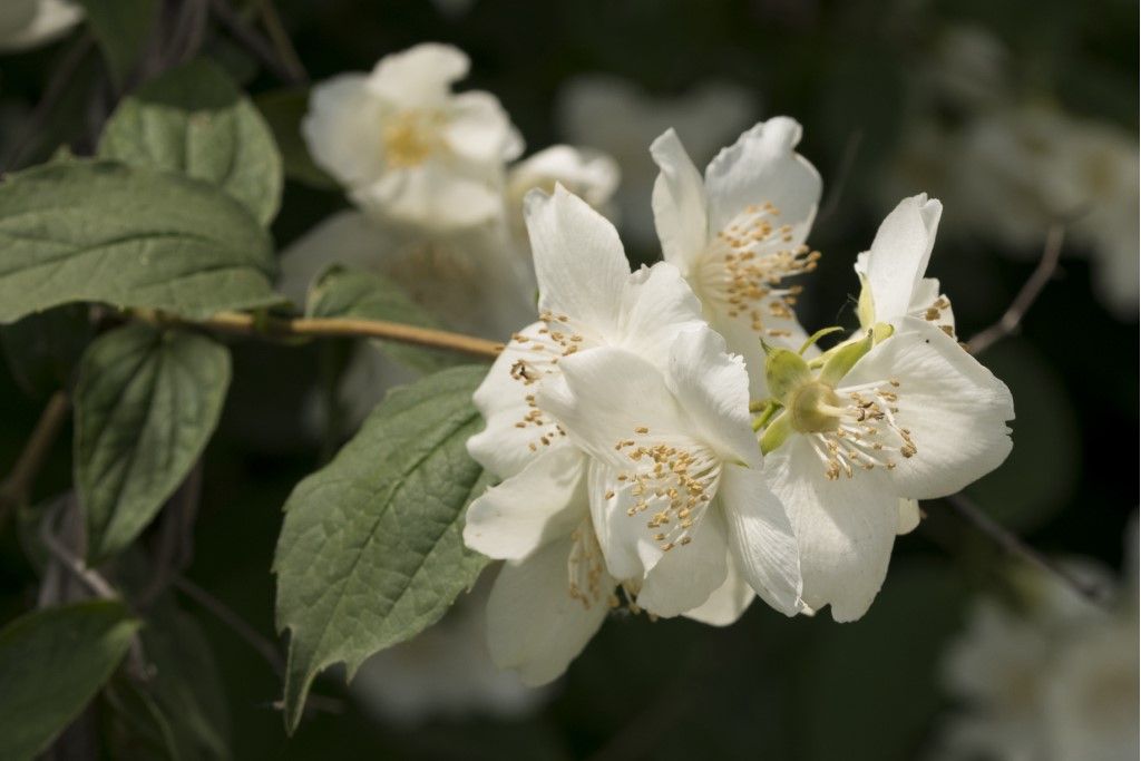 Philadelphus coronarius (Hydrangeaceae)