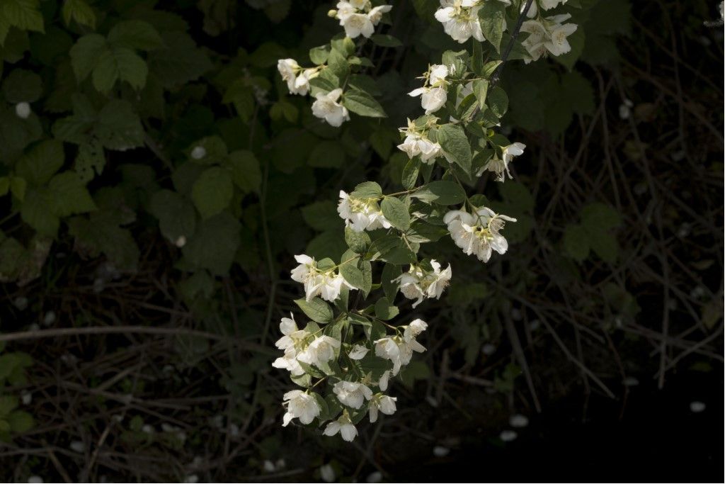 Philadelphus coronarius (Hydrangeaceae)