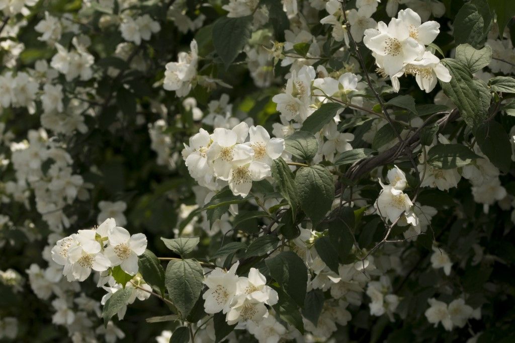 Philadelphus coronarius (Hydrangeaceae)