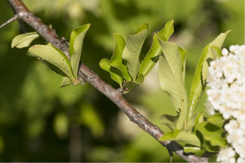 Pianta da determinare