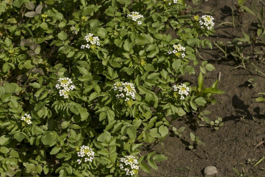 Nasturtium officinale (Brassicaceae)