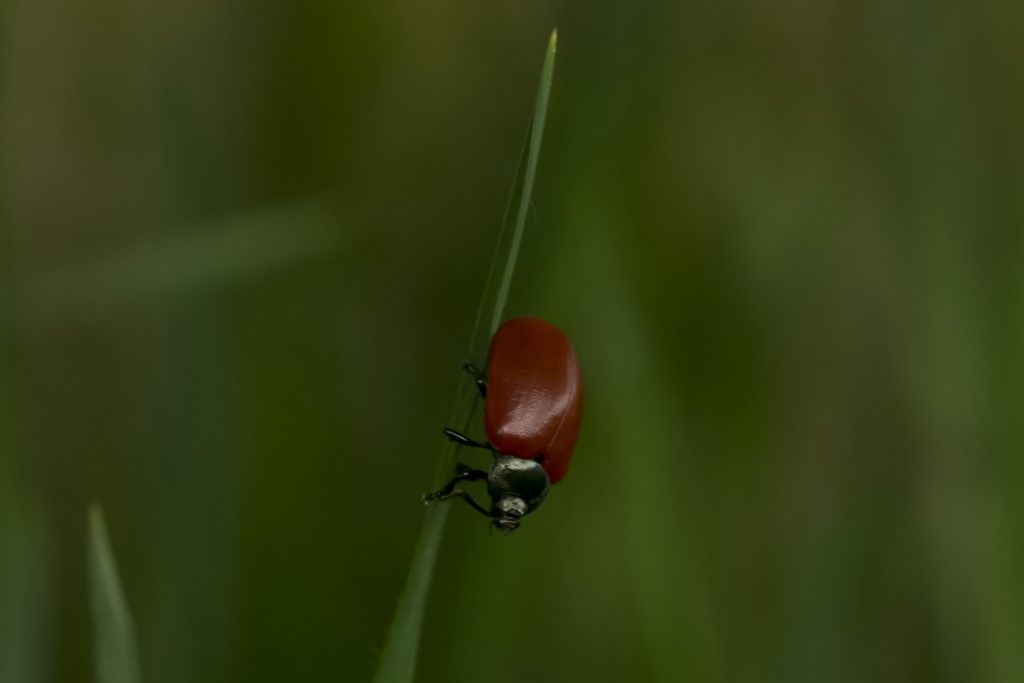 Chrysomela populi - Chrysomelidae? S.