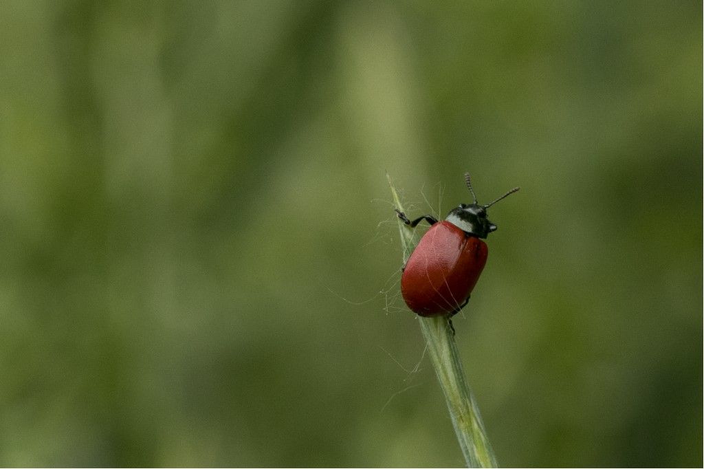 Chrysomela populi - Chrysomelidae? S.