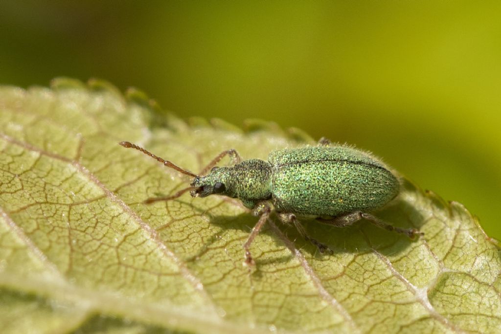 Curculionidae da determinare.