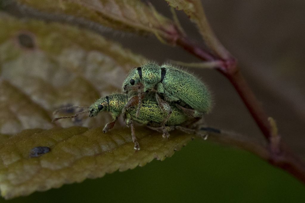 Curculionidae da determinare.