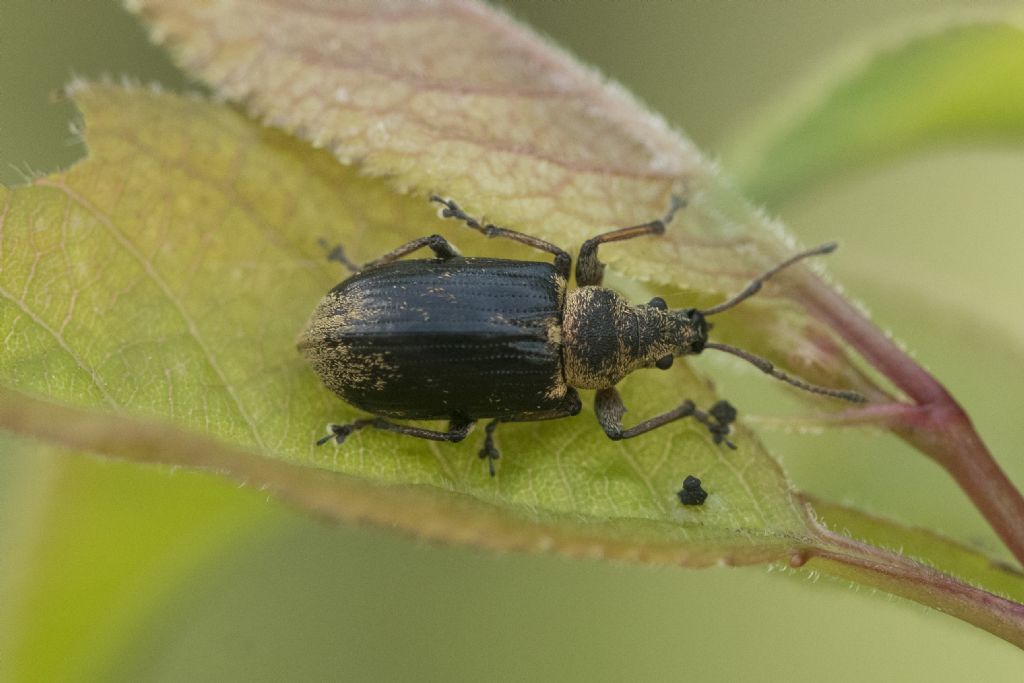 Curculionidae: Phyllobius sp.