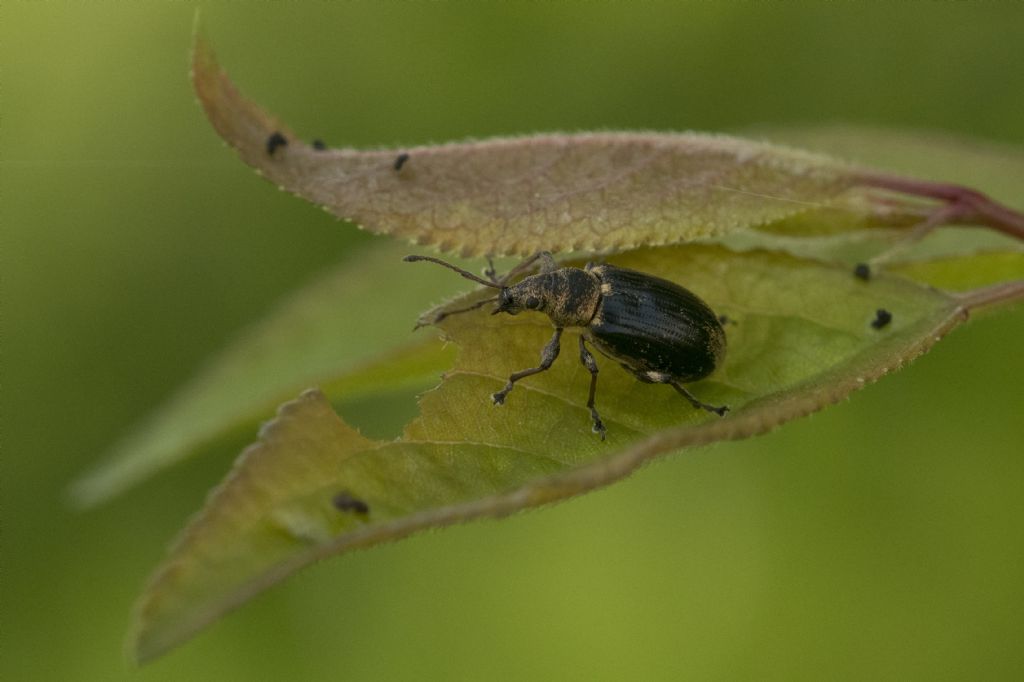 Curculionidae: Phyllobius sp.
