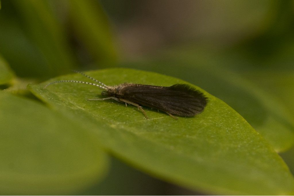 Aiuto per identificazione - Psychomyia pusilla