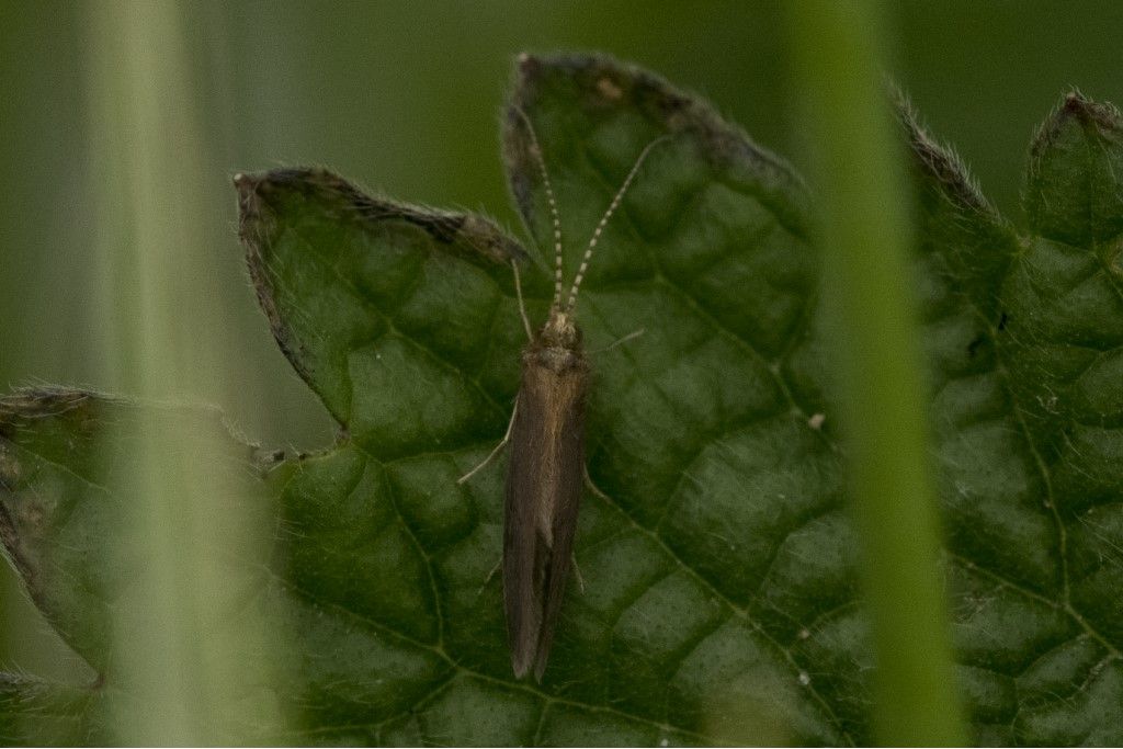 Aiuto per identificazione (2) - Psychomyia pusilla