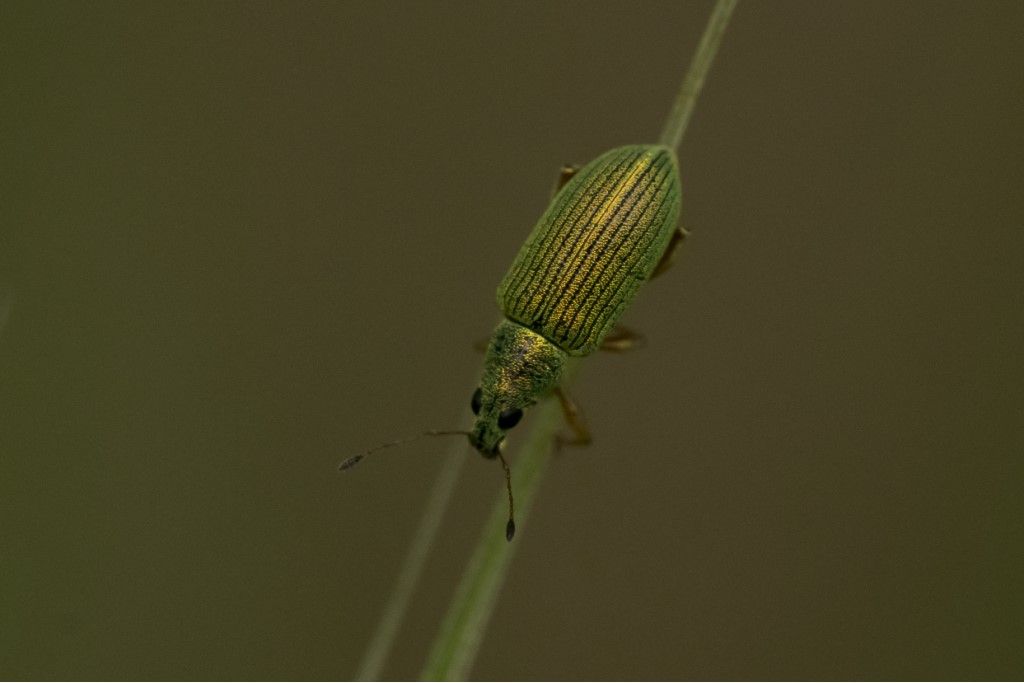 Curculionidae:  Polydrusus sp