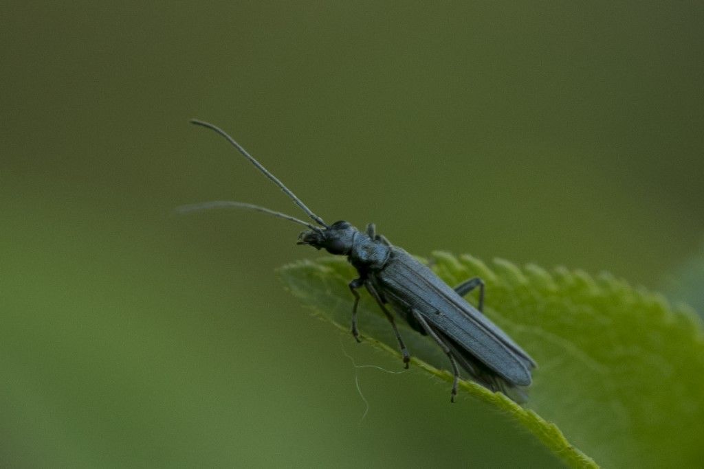 Oedemeridae: Oedemera gr. lurida