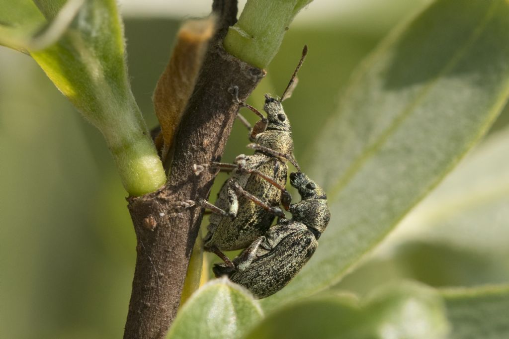 Curculionidae:  Phyllobius pyri ? s....