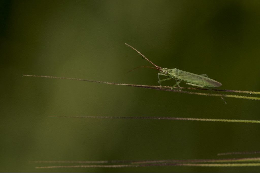 Miridae: Stenodema calcarata ?  No, Trigonotylus sp.