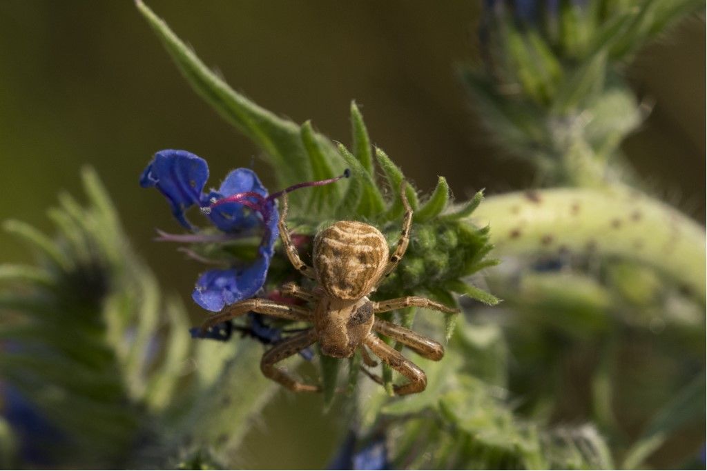 Xysticus sp. - Crema (CR)