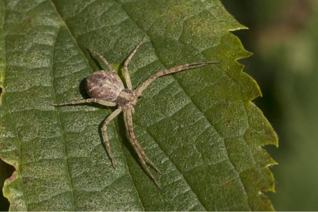 Philodromus sp., femmina