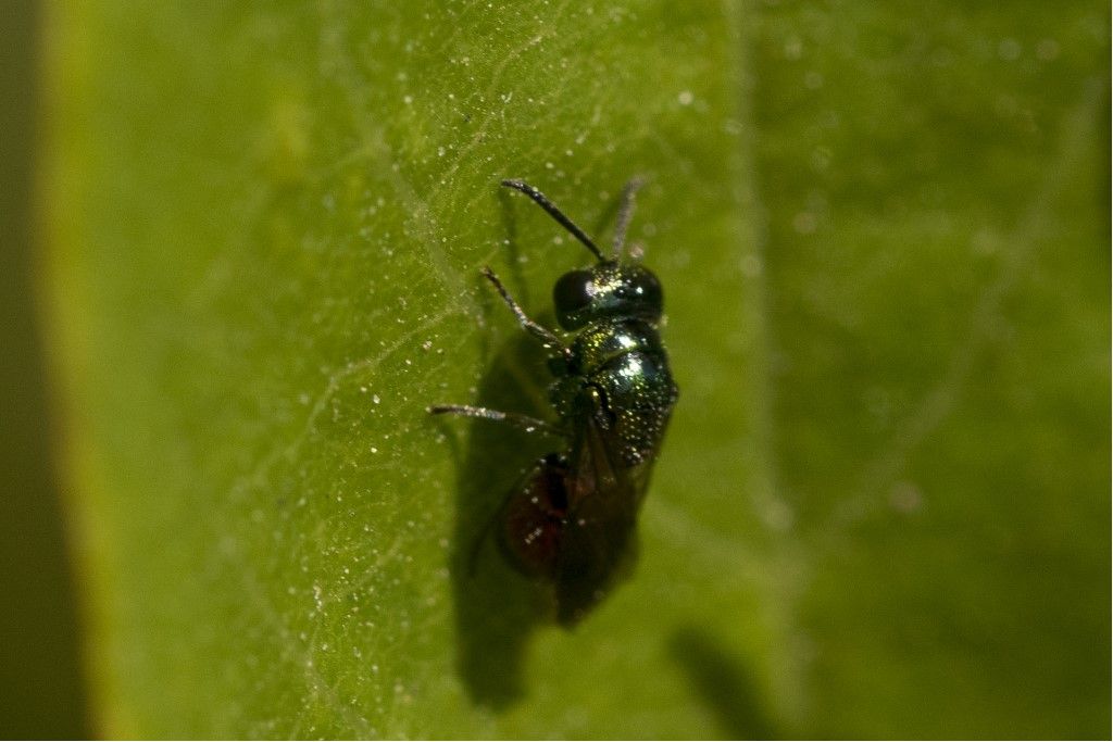 Chrysididae da confermare