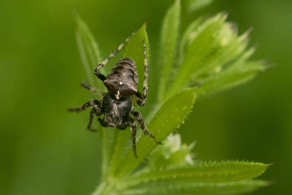 Araneidae - Gibbaranea bituberculata? S. Maschio - Crema (CR)