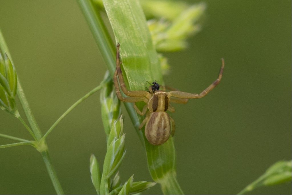 Ebrechtella tricuspidata ? No, Runcinia grammica - Crema (CR)