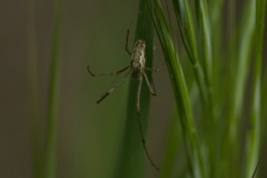 Tetragnatha sp. - Crema (CR)