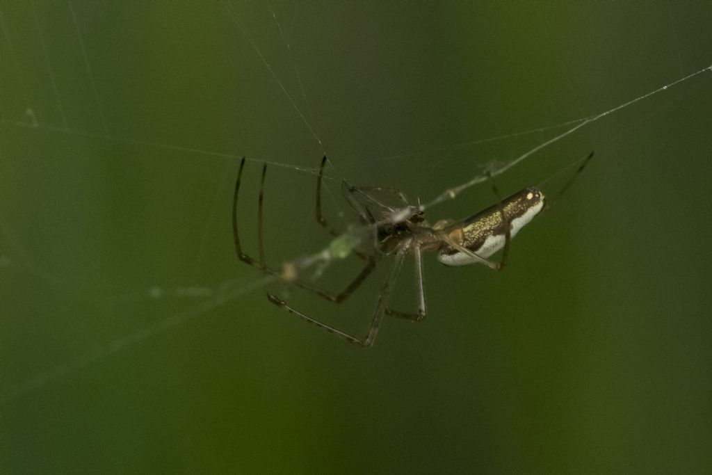 Tetragnatha sp. - Crema (CR)