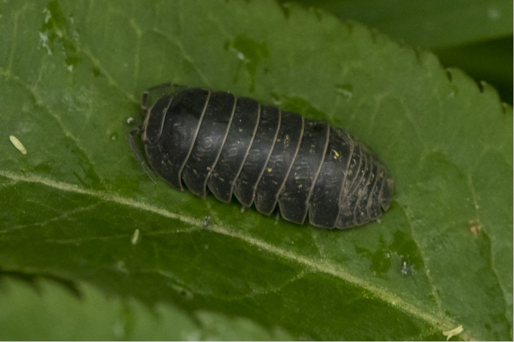 Glomeridae  Glomeris ?  No, Isopoda da id.