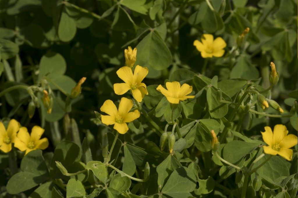 Pianta da determinare Oxalis dillenii  ?