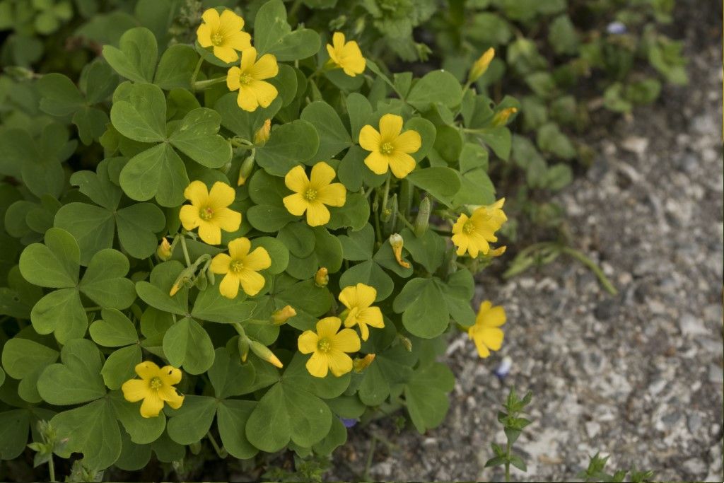 Pianta da determinare Oxalis dillenii  ?