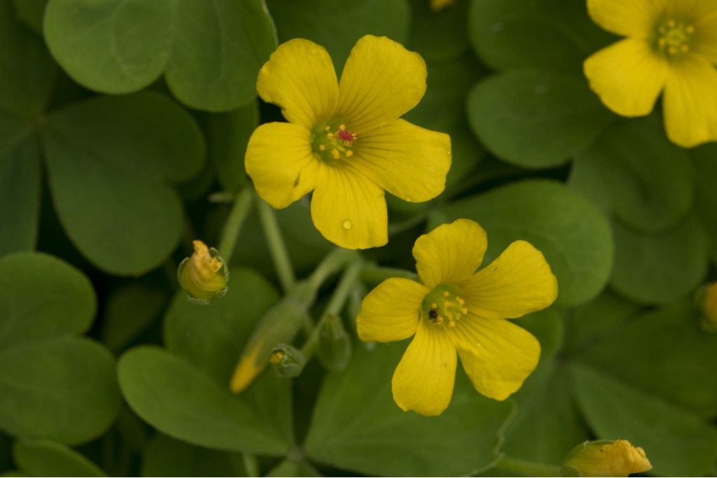 Pianta da determinare Oxalis dillenii  ?